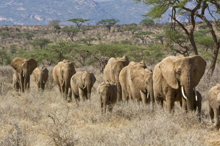 Picture of KENYA, SAMBURU RESERVE ELEPHANTS WALK IN A LINE