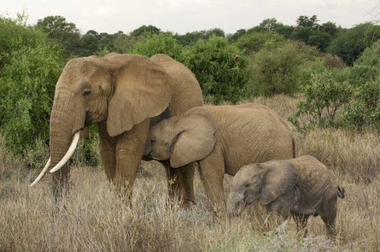 Picture of KENYA, SAMBURU RESERVE ELEPHANT WITH TWO BABIES