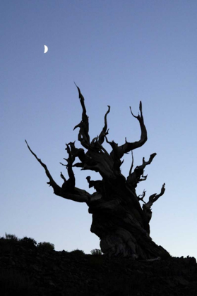 Picture of CA, WHITE MTS, MOON AND ANCIENT BRISTLECONE PINE