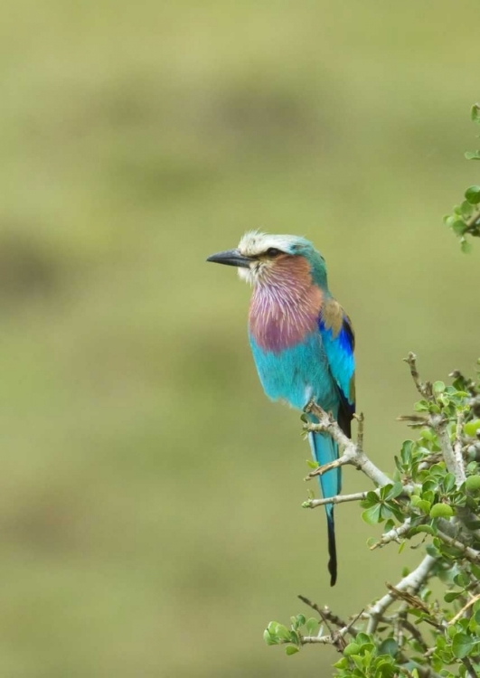 Picture of KENYA, MASAI MARA LILAC-BREASTED ROLLER ON TREE