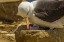 Picture of SAUNDERS ISLAND BLACK-BROWED ALBATROSS AND CHICK