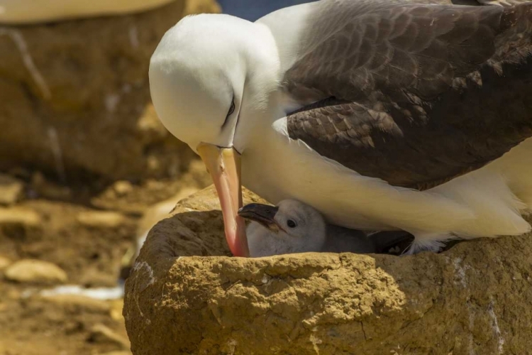 Picture of SAUNDERS ISLAND BLACK-BROWED ALBATROSS AND CHICK