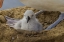 Picture of SAUNDERS ISLAND BLACK-BROWED ALBATROSS AND CHICK