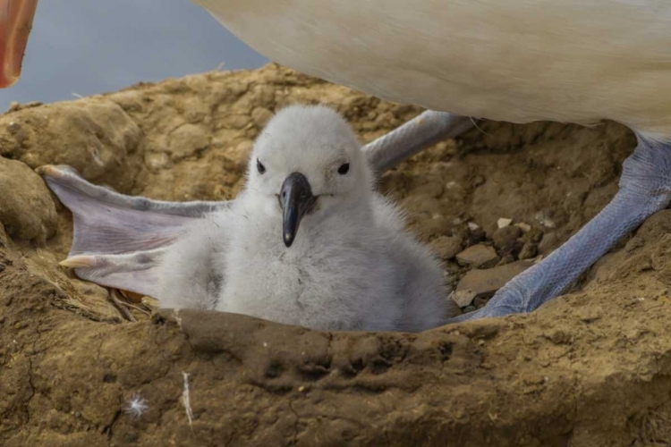 Picture of SAUNDERS ISLAND BLACK-BROWED ALBATROSS AND CHICK