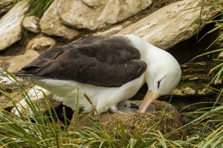 Picture of SAUNDERS ISLAND BLACK-BROWED ALBATROSS AND CHICK