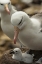 Picture of SAUNDERS ISLAND BLACK-BROWED ALBATROSS AND CHICK