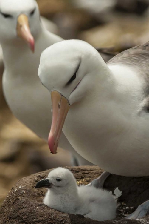 Picture of SAUNDERS ISLAND BLACK-BROWED ALBATROSS AND CHICK