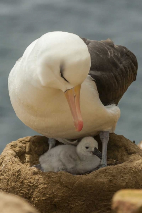 Picture of SAUNDERS ISLAND BLACK-BROWED ALBATROSS AND CHICK