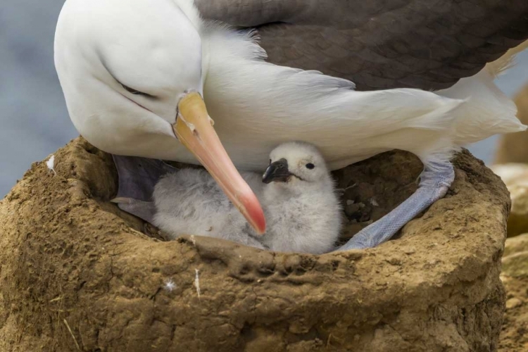 Picture of SAUNDERS ISLAND BLACK-BROWED ALBATROSS AND CHICK