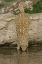 Picture of TEXAS, STARR CO MEXICAN GROUND SQUIRREL DRINKING