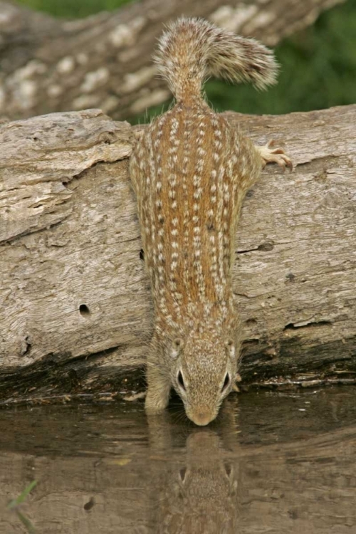 Picture of TEXAS, STARR CO MEXICAN GROUND SQUIRREL DRINKING