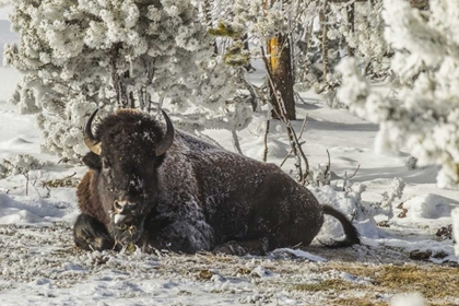 Picture of WYOMING, YELLOWSTONE BISON RESTING ON THE GROUND