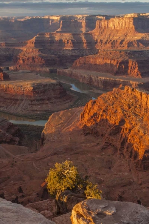 Picture of UTAH, DEAD HORSE POINT SUNRISE ON COLORADO RIVER