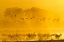 Picture of NEW MEXICO SANDHILL CRANES AND SNOW GEESE IN FOG