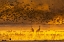 Picture of NEW MEXICO SANDHILL CRANES AND SNOW GEESE IN FOG