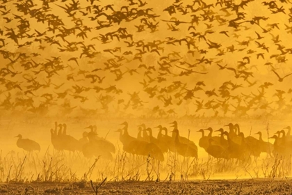 Picture of NEW MEXICO SANDHILL CRANES AND SNOW GEESE IN FOG