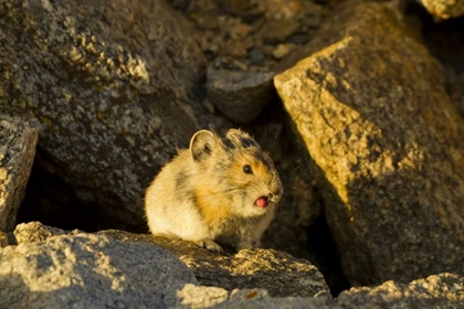 Picture of COLORADO, MT EVANS PIKA STICKING ITS TONGUE OUT