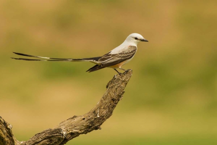 Picture of TX, HIDALGO CO SCISSOR-TAILED FLYCATCHER ON LIMB