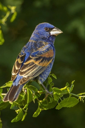 Picture of TX, HIDALGO CO REAR MALE BLUE GROSBEAK ON BRANCH