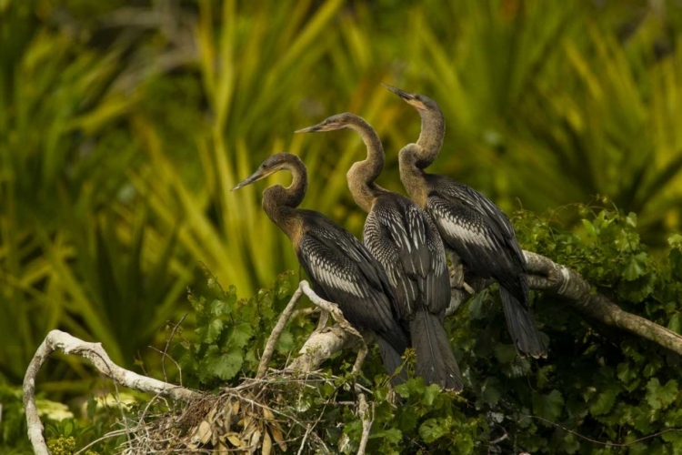 Picture of FL, ORANGE CO THREE ANHINGA CHICKS ON TREE LIMB