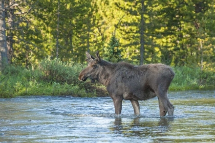 Picture of CO, ROCKY MTS MALE MOOSE CROSSING COLORADO RIVER