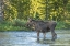 Picture of CO, ROCKY MTS MALE MOOSE CROSSING COLORADO RIVER