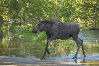 Picture of CO, ROCKY MTS MALE MOOSE CROSSING COLORADO RIVER