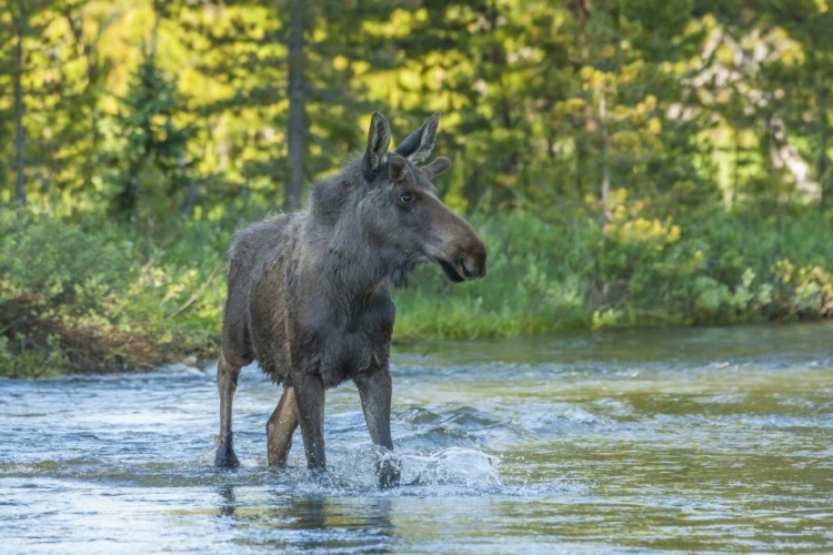 Picture of CO, ROCKY MTS MALE MOOSE CROSSING COLORADO RIVER