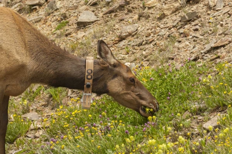 Picture of CO, ROCKY MTS ELK COW WITH COLLAR EATING FLOWERS