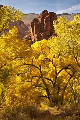 Picture of UT, ZION NP AUTUMN COTTONWOOD AND ROCK FORMATION