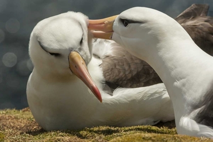 Picture of SAUNDERS ISLAND BLACK-BROWED ALBATROSS COURTSHIP