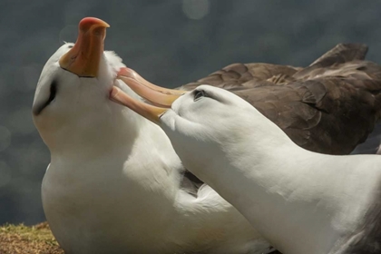 Picture of SAUNDERS ISLAND BLACK-BROWED ALBATROSS COURTSHIP