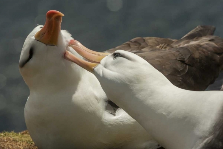 Picture of SAUNDERS ISLAND BLACK-BROWED ALBATROSS COURTSHIP