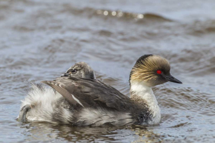 Picture of SEA LION ISLAND SILVERY GREBE WITH CHICK ON BACK