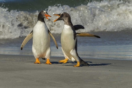 Picture of SEA LION ISLAND GENTOO PENGUINS ARGUING ON BEACH