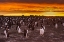 Picture of SEA LION ISLAND GENTOO PENGUINS COLONY AT SUNSET