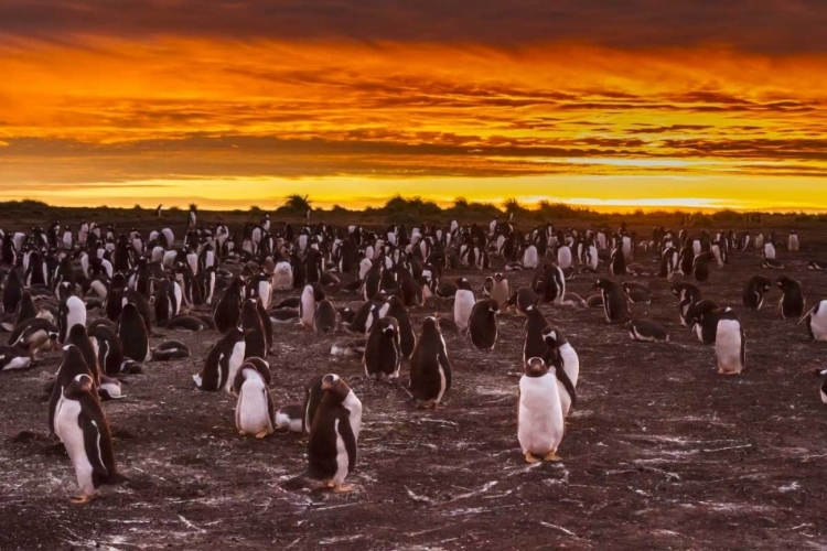 Picture of SEA LION ISLAND GENTOO PENGUINS COLONY AT SUNSET