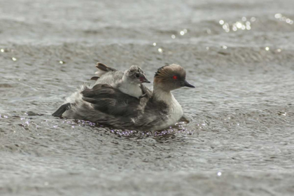 Picture of SEA LION ISLAND SILVERY GREBE WITH CHICK ON BACK