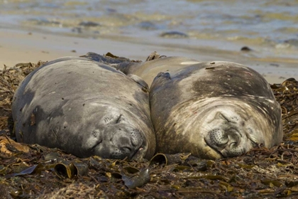 Picture of CARCASS ISLAND SOUTHERN ELEPHANT SEALS, SLEEPING