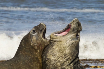 Picture of SEA LION ISLAND SOUTHERN ELEPHANT SEALS FIGHTING