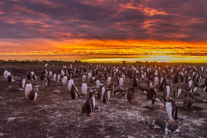 Picture of SEA LION ISLAND GENTOO PENGUINS COLONY AT SUNSET