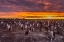 Picture of SEA LION ISLAND GENTOO PENGUINS COLONY AT SUNSET