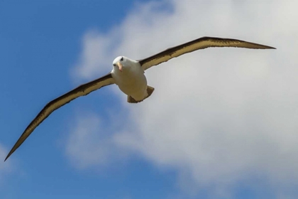 Picture of SAUNDERS ISLAND BLACK-BROWED ALBATROSS IN FLIGHT