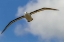 Picture of SAUNDERS ISLAND BLACK-BROWED ALBATROSS IN FLIGHT