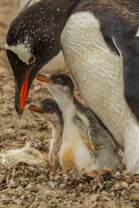 Picture of SAUNDERS ISLAND GENTOO PENGUIN ADULT WITH CHICKS