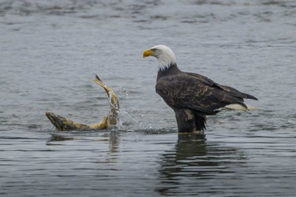 Picture of AK, CHILKAT BALD EAGLE WATCHING WITH SALMON PREY