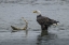 Picture of AK, CHILKAT BALD EAGLE WATCHING WITH SALMON PREY