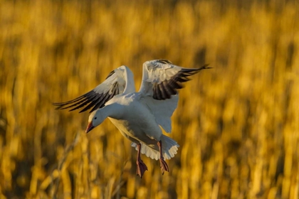 Picture of NEW MEXICO, BOSQUE DEL APACHE SNOW GOOSE LANDING