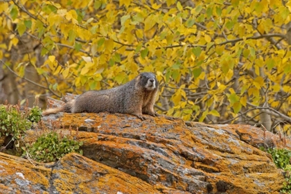 Picture of CO, ROCKY MTS YELLOW-BELLIED MARMOT ON AN AUTUMM