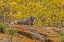 Picture of CO, ROCKY MTS YELLOW-BELLIED MARMOT ON AN AUTUMM